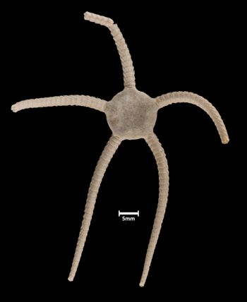 Media type: image;   Invertebrate Zoology OPH-6231 Aspect: dorsal